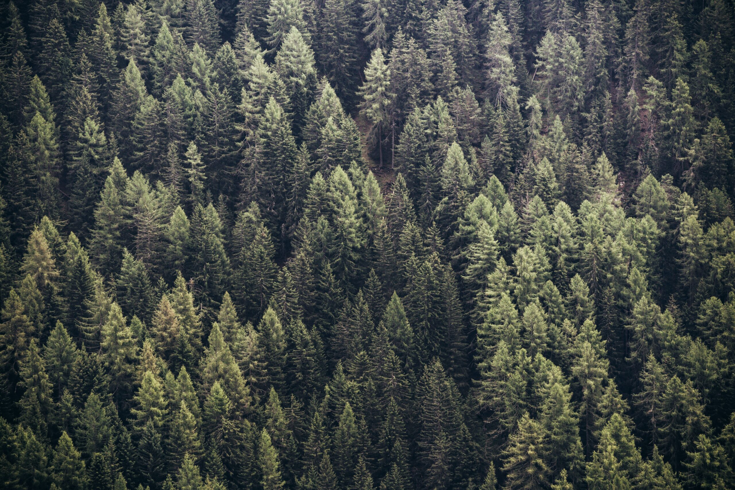 Introducing Pinetree: Empowering Businesses with My SAP Asset Management Expertise